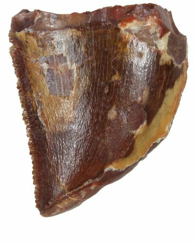 Serrated, Juvenile Carcharodontosaurus Tooth #55779